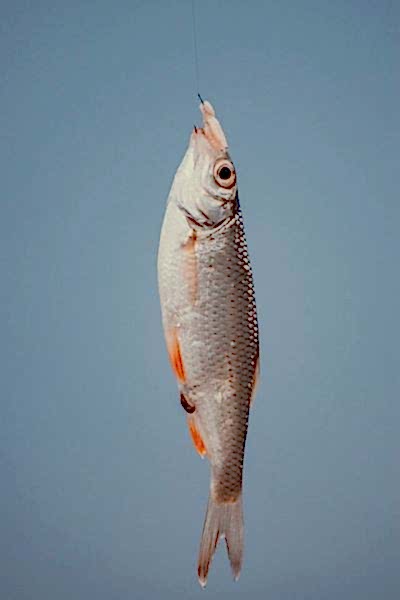 Adrasan Balık Avı Turu Adrasan Balık Avı Turları Ne Kadar?