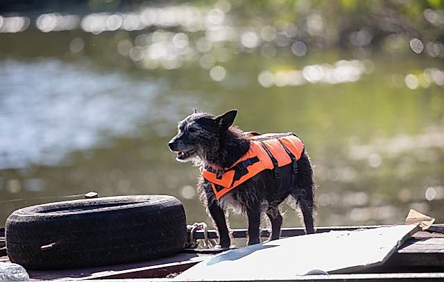 Kaldırma Kuvvetine Göre Can Yeleği Çeşitleri